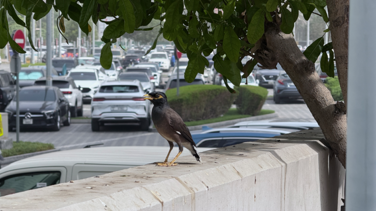 Birds IMG_5382